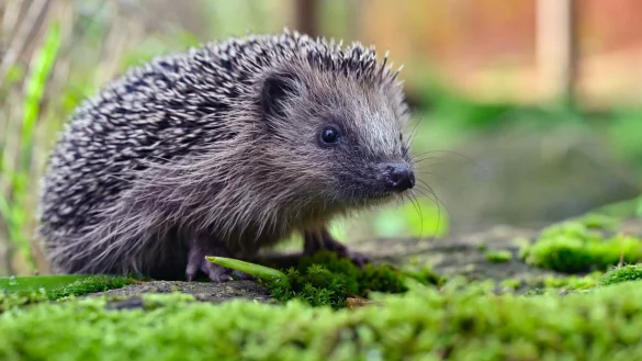 Igel werden von M&auml;hrobotern schnell &uuml;bersehen. Bereits kleine Hautverletzungen k&ouml;nnen f&uuml;r die Tiere lebensbedrohlich sein. - &copy; Patrick Pleul/dpa/dpa-tmn