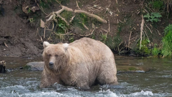 Kann Braunb&auml;rin Grazer in diesem Jahr ihren Titel verteidigen? (Archivbild) - &copy; F. Jimenez/National Park Service/AP/dpa