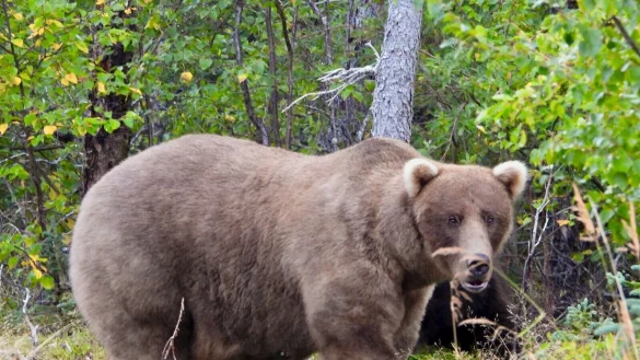 &Uuml;ber die Sommermonate konnte die B&auml;rin Grazer viele Lachse fangen. - &copy; M. Carenza/National Park Service via AP/dpa