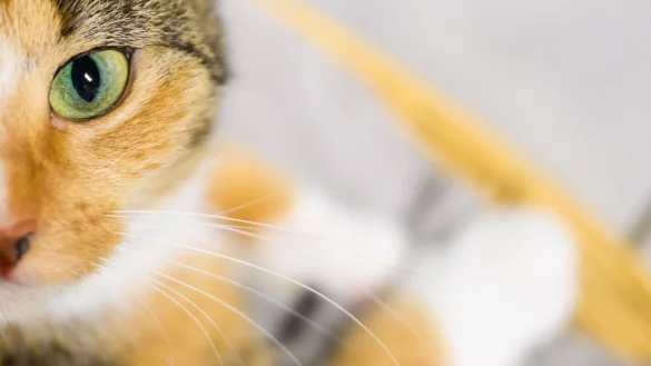 Fake-Rettungen von Tieren im Video sind gefragt auf Social Media - daf&uuml;r werden viele Tiere gequ&auml;lt. (Symbolbild) - &copy; Julian Stratenschulte/dpa