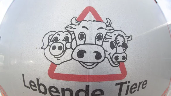 Aufnahmen einer Tierrechtsorganisation brachten die Ermittlungen ins Rollen, nun steht der Inhaber eines Schlachtbetriebs vor Gericht (Symbolfoto) - &copy; Friso Gentsch/dpa