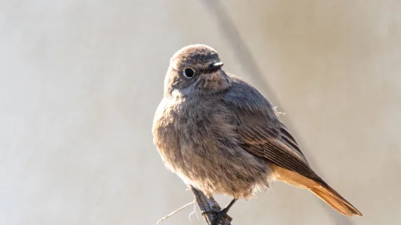 Mit rund 30 Prozent der Stimmen hat sich der Hausrotschwanz bei der Wahl knapp gegen die Waldohreule durchgesetzt. - &copy; Peter Zschunke/dpa-Zentralbild/dpa