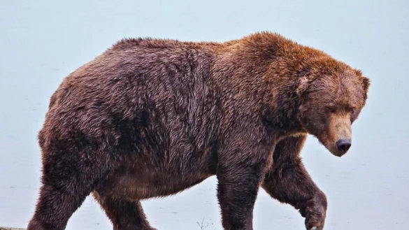 Wegen seiner K&ouml;rperf&uuml;lle hat B&auml;r 747 den Spitznamen &laquo;Jumbo Jet&raquo;. - &copy; E. Johnston/National Park Service via AP/dpa