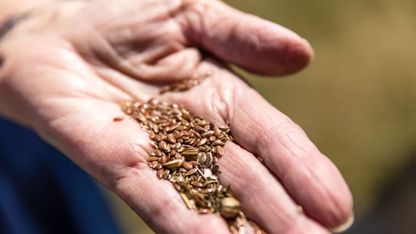 Leinsamen bieten viele N&auml;hrstoffe, werden sie geschrotet bergen sie aber Blaus&auml;ure-Risiken und sollten erhitzt verzehrt werden. - &copy; Frank Hammerschmidt/dpa/dpa-tmn