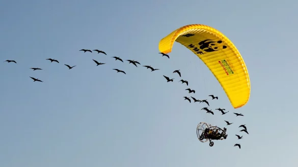 Teile der Strecke mussten die seltenen V&ouml;gel auch im Auto zur&uuml;cklegen. - &copy; Gunnar Hartmann/Waldrappteam Conservation and Research/dpa
