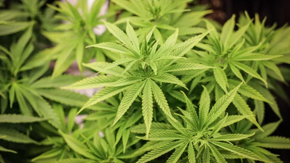 Chemiearbeitgeber und Gewerkschaften sprechen sich für eine Null-Toleranz-Politik für Cannabis am Arbeitsplatz aus. - © Christian Charisius/dpa