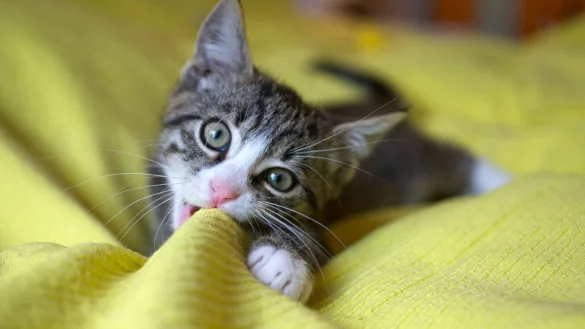 Auch wenn das Foto noch so niedlich ist - wo das Tier herkommt oder wie sein Gesundheitszustand ist, erkennt man darauf nicht. - &copy; Silke Heyer/dpa-tmn