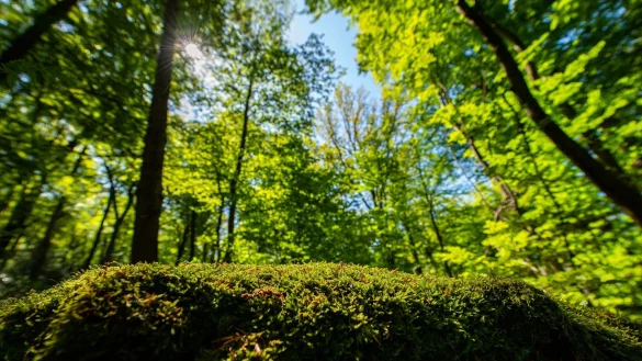 Der Wald in NRW hat sich ver&auml;ndert (Foto Archiv). - &copy; Guido Kirchner/dpa