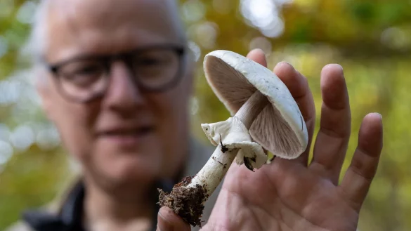 Der Eifeler Pilzsachverst&auml;ndige Thomas Regnery zeigt einen essbaren und ungiftigen Champignon. Allein in der Eifel wachsen 6.000 verschiedene Arten von Pilzen. - &copy; Harald Tittel/dpa