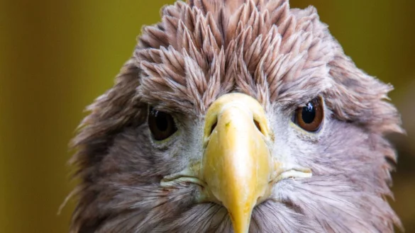 Der größte europäische Greifvogel, der Seeadler, war einst in vielen Ländern Europas ausgerottet. Nun leben in Deutschland wieder mehr als 1.000 Brutpaare. (Archivbild) - © Jens Büttner/dpa