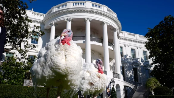 An Thanksgiving wird in amerikanischen Familien traditionell Truthahn serviert. - &copy; Susan Walsh/AP