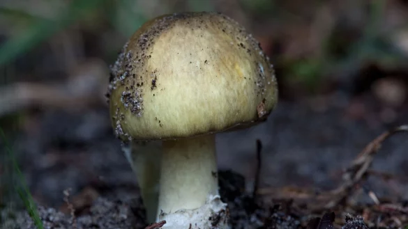 Besonders giftig: der Gr&uuml;ne Knollenbl&auml;tterpilz (Amanita phalloides). - &copy; Klaus-Dietmar Gabbert/dpa-tmn