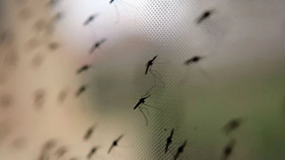 In abgeholzten Gebieten finden M&uuml;cken ideale Brutbedingungen vor. (Archivbild) - &copy; Stephen Morrison/epa/dpa