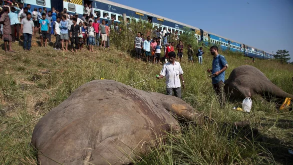Wildlebende Elefanten werden in Indien immer wieder Opfer von Zugungl&uuml;cken. Intelligente Systeme sollen helfen, das zu verhindern. - &copy; picture alliance / Anupam Nath/AP/dpa