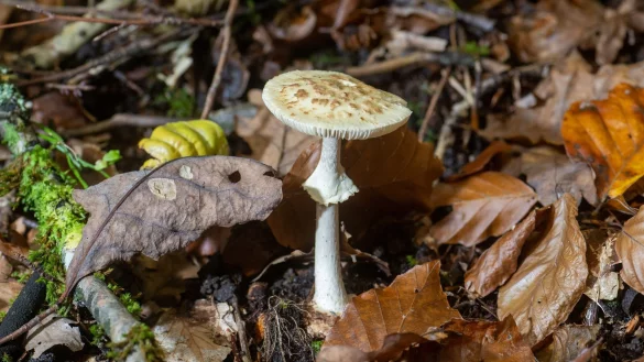 Drei Kinder und ein Erwachsener waren mit Leberversagen nach Pilzvergiftung ins Essener Uniklinikum gekommen (Archivfoto). - &copy; Harald Tittel/dpa