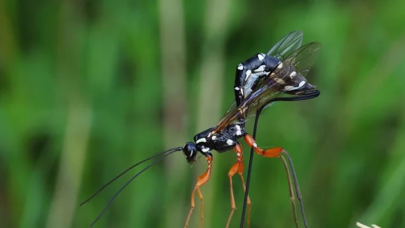 Rhyssa persuasoria erkennt die von Holzwespen befallenen B&auml;ume am Geruch. - &copy; Frank Vassen/Senckenberg Gesellschaft f&uuml;r Naturforschung/dpa