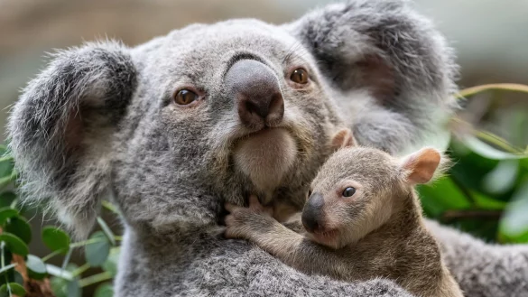 Die kleinen Baby-Koalas haben ihre Beutel verlassen. - © Birgger Meierjohann/Wilhelma Stuttgart/dpa