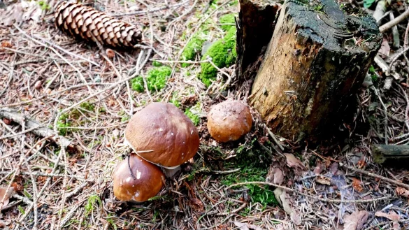 Macht Spa&szlig;, man sollte sich aber auskennen: Pilze sammeln. - &copy; Brigitte Geiselhart/dpa-tmn