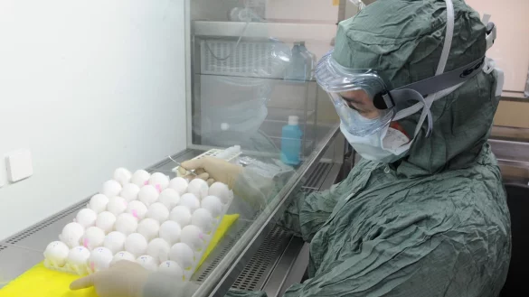 Grippeimpfstoffe werden zumeist mit Hühnereiern hergestellt. (Archivbild) - © Ralf Hirschberger/dpa-Zentralbild/dpa