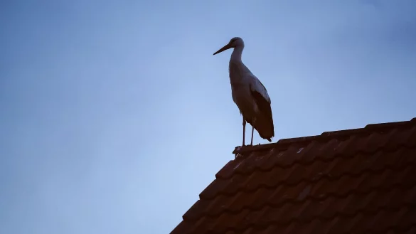 Manche Frauen m&ouml;chten vielleicht ein Kind, sind aber nicht bereit, den aktuell hohen Preis daf&uuml;r zu bezahlen. (Symbolbild) - &copy; Jan Woitas/dpa