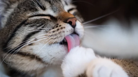 Reinliche Tiere: Um die Fellpflege kümmern sich Katzen in der Regel selbst. - © Franziska Gabbert/dpa-tmn