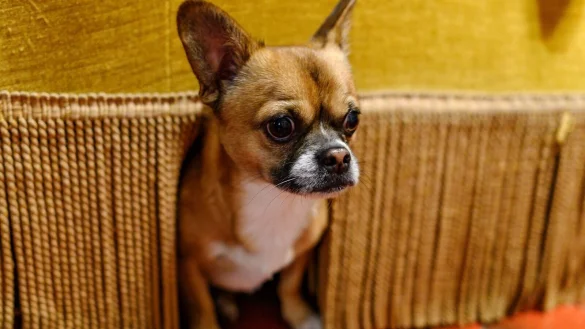 Böllerlärm kann bei Tieren starke Angstreaktionen auslösen. Ein gezieltes Training kann helfen, den Stress am Jahreswechsel zu verringern. - © Daniel Maurer/dpa-tmn