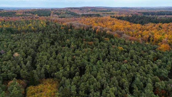 Der Bürgerentscheid könnte darüber entscheiden, ob es in NRW einen zweiten Nationalpark gibt. (Archivbild) - © Oliver Berg/dpa