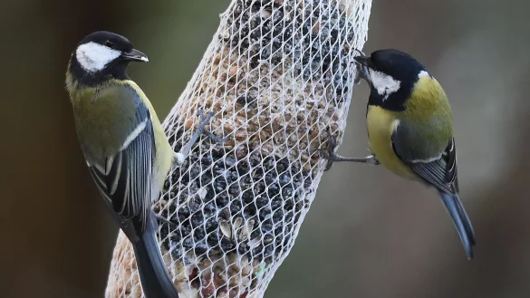 Wie ein Trick funktioniert, k&ouml;nnen sich Meisen von anderen Meisen abschauen. (Archivfoto) - &copy; picture alliance / dpa