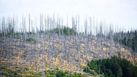 Schädlinge wie der Borkenkäfer, Trockenheit und Klimawandel setzen dem deutschen Wald schwer zu. (Archivbild) - © Julian Stratenschulte/dpa