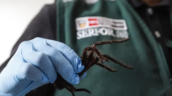 Der Schmuggler hatte nicht nur Spinnen am Körper befestigt. - © -/Serfor/dpa