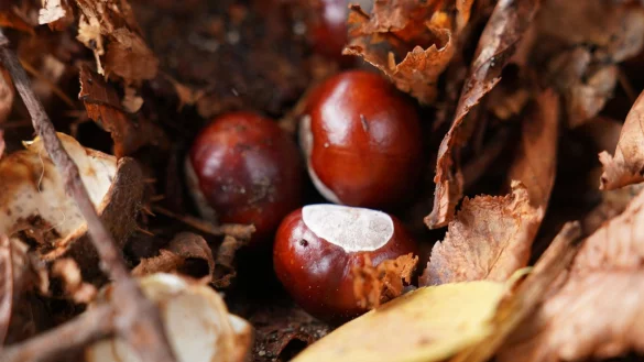 Hat der Conkers-Weltmeister etwa keine herk&ouml;mmliche Kastanie genutzt? (Symbolbild) - &copy; Marcus Brandt/dpa