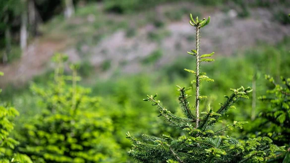 Die landesweit größte Flächen für Weihnachtsbaumkulturen gab es im Hochsauerlandkreis. (Archivbild) - © Markus Klümper/dpa