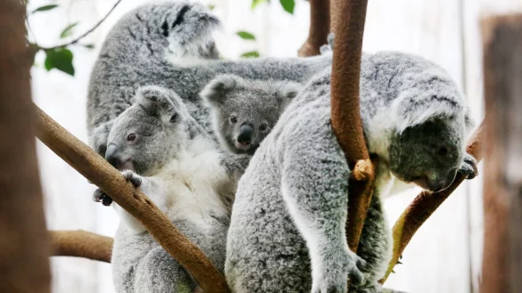 Der Duisburger Zoo ist europaweit Spezialist f&uuml;r die aufwendige Zucht und Zoo-Haltung der Koalas. (Archivbild) - &copy; Roland Weihrauch/dpa
