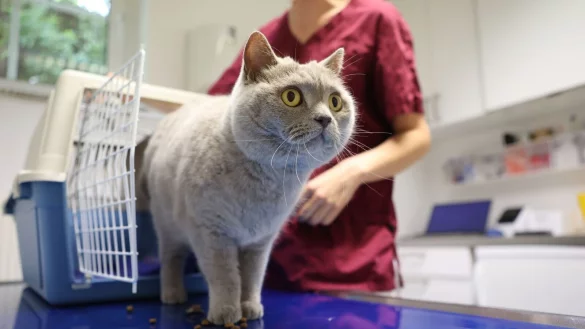 Hält sich eine Erkältung hartnäckig, sollte man sein Haustier von einem Tierarzt oder einer Tierärztin untersuchen lassen. - © Karolin Krämer/dpa-tmn