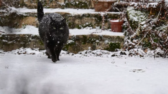 Freig&auml;nger-Katzen gehen auch im Winter nach drau&szlig;en, um ihr Revier zu kontrollieren. Doch oft sind ihre Ausfl&uuml;ge k&uuml;rzer und gezielter. - &copy; Bernd Wei&szlig;brod/dpa/dpa-tmn