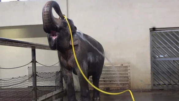 &laquo;Duschverhalten wie dieses habe ich bei keinem anderen Elefanten gesehen&raquo;, sagte Forscherin Lena Kaufmann. - &copy; Lea Urban/Zoo Berlin/dpa