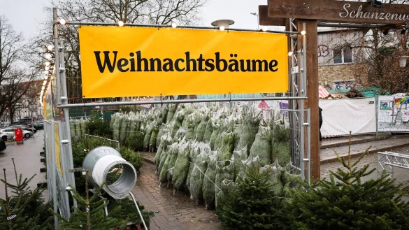 Weihnachtsbäume haben in Deutschland eigentlich immer Nadeln. (Archivbild) - © Christian Charisius/dpa