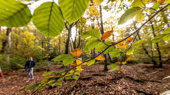 Die Buche ist in den Wäldern von Nordrhein-Westfalen inzwischen die häufigste Baumart. Eiche und Fichte folgen mit geringem Abstand. - © Dieter Menne/dpa