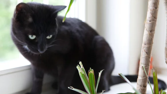 Haustiere und Zimmerpflanzen sind nicht immer eine gute Kombination: Viele beliebte Pflanzen k&ouml;nnen f&uuml;r Tiere giftig sein. - &copy; Silvia Marks/dpa-tmn