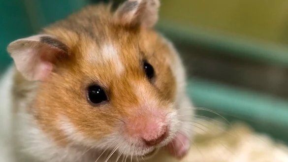 Sie sind vor allem für ihren Niedlichkeitsfaktor bekannt - Kuscheltiere sind Hamster aber nicht. - © Jens Schierenbeck/dpa-tmn