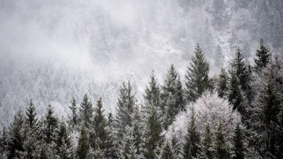 Viele Menschen wollen einen Weihnachtsbaum im Wald selbst schlagen. (Illustration) - &copy; Matthias Balk/dpa