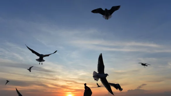 Sonnige Reiseziele wie Thailand sind laut Dertour in diesem Winter besonders gefragt. (Archivbild) - © Rachen Sageamsak/XinHua/dpa