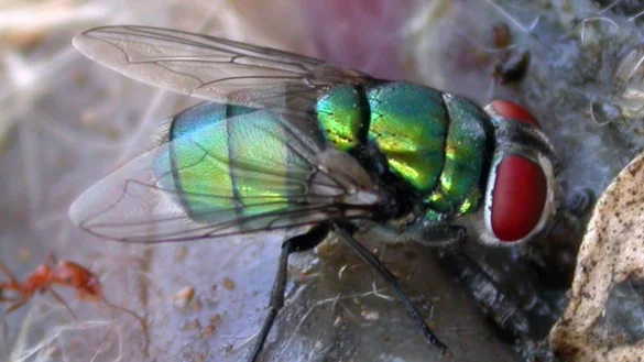 Diese Schmei&szlig;fliege k&ouml;nnte die Verbrechensbek&auml;mpfung erschweren. - &copy; Krzysztof Szpila/Universit&auml;t Toru?/dpa