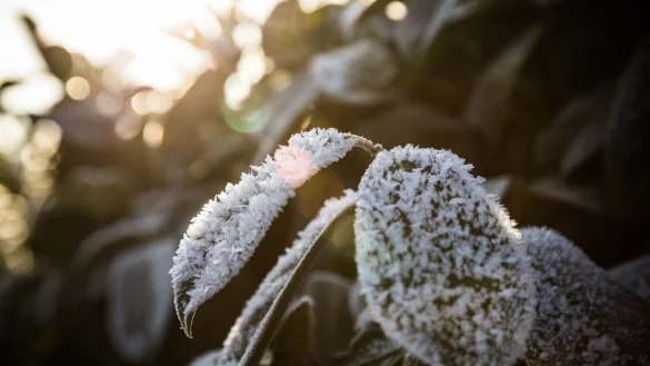 Robuster Gartenbewohner: Der Kirschlorbeer (Prunus laurocerasus) kommt gut mit frostigen Temperaturen zurecht. - © Christin Klose/dpa-tmn