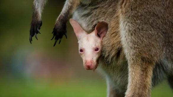 Olaf verzaubert Besucher des Tierparks s&uuml;dlich von Sydney. - &copy; Symbio Wildlife Park/dpa