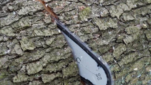 Bei den ganz dicken B&auml;umen geht so mancher Akku-Kettens&auml;ge dann doch die Luft aus. - &copy; Patrick Pleul/dpa/dpa-tmn