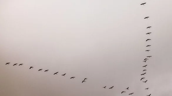 In den Schw&auml;rmen, die derzeit starten, k&ouml;nnten 50 bis 200 Tiere fliegen. Sp&auml;ter in der Hauptflugzeit k&ouml;nnten es bis zu 1.000 Tiere sein. (Archivbild) - &copy; Oliver Berg/dpa