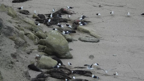 See-Elefanten in Argentinien wurden von der Vogelgrippe besonders schwer getroffen. Hier sind tote Tiere an einem Strand zu sehen. - &copy; Valeria Falabella/Wildlife Cons/dpa