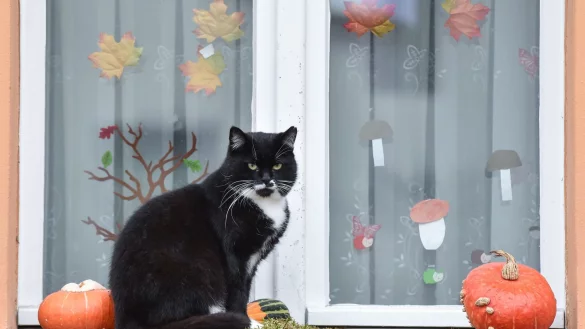 Bei der Halloween-Deko sind Haustierbesitzer lieber zurückhaltend - sonst droht echte Gefahr für ihre Vierbeiner. - © Patrick Pleul/dpa/dpa-tmn