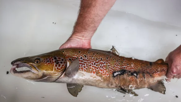 Das sogenannte &laquo;Laichkleid&raquo; des m&auml;nnlichen Wildlachses hilft ihm, eine Partnerin anzuziehen. - &copy; Oliver Berg/dpa